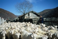 Ȧ